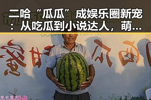 二哈“瓜瓜”成娱乐圈新宠:从吃瓜到小说达人,萌态百出引网友炸锅🤭